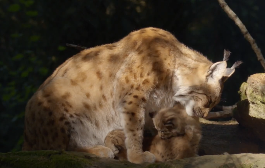 Austria's Wild Heritage