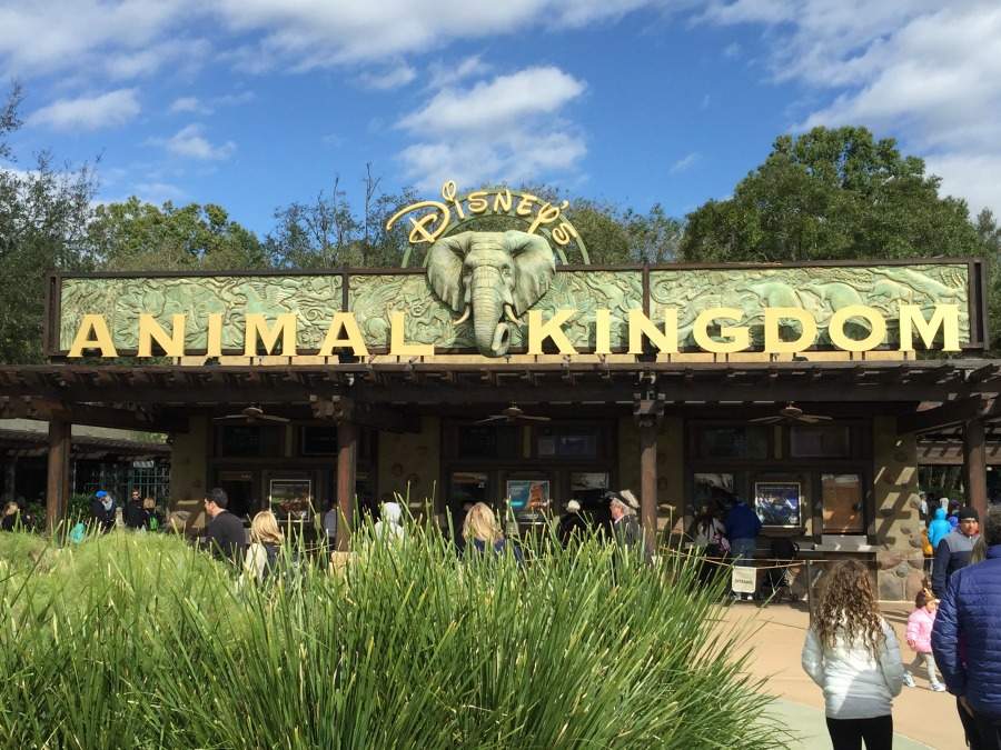 Disney Animal Kingdom